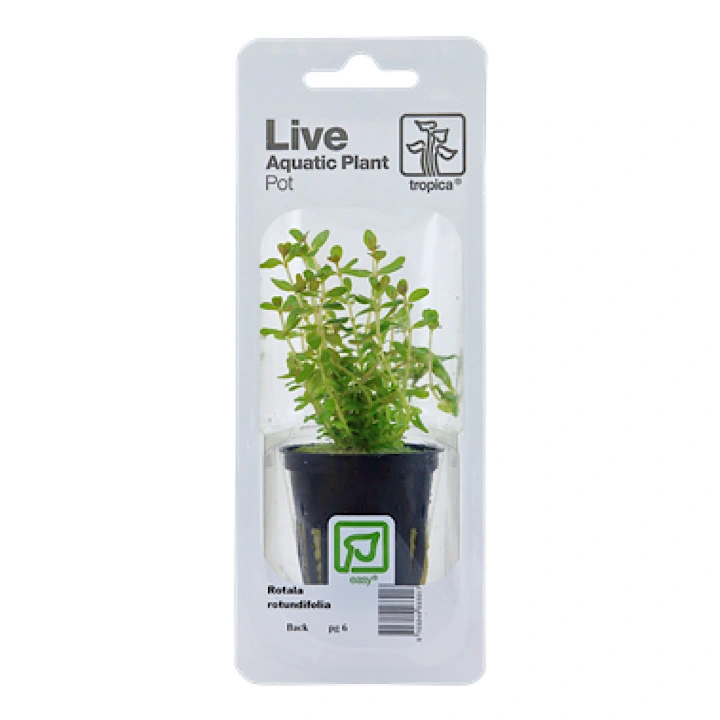Tropica PCS Pot Rotala rotundifolia x 3